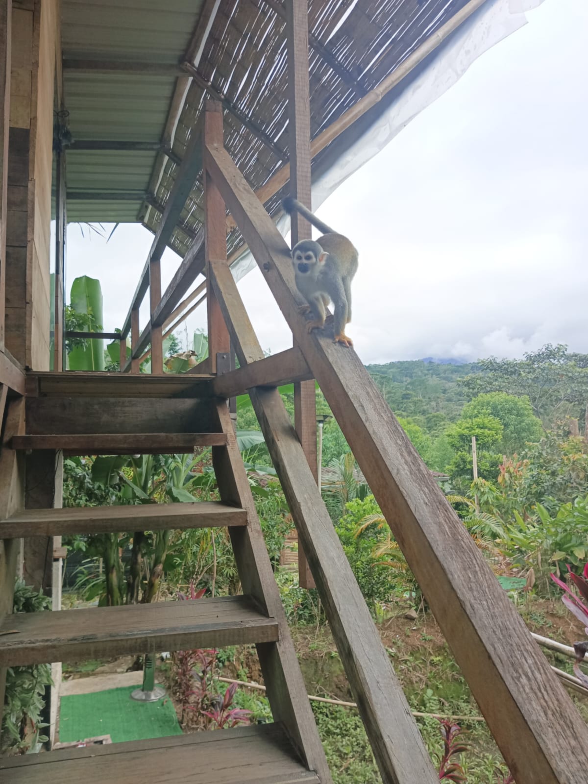 El título dice: Construye tu casa con nosotros, somos especialistas en diseño sismoresistente. Describe que se ofrece servicios de Evaluación Estructural, con una imagen de un proyecto realizado en Baños. Contiene el número de contacto 0992621621, y la dirección Riobamba, Monseñor Alberto Ordoñez y Edelberto Bonilla Oleas para agendar una cita.